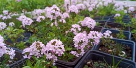 Thymus longicaulis 'Odoratus'